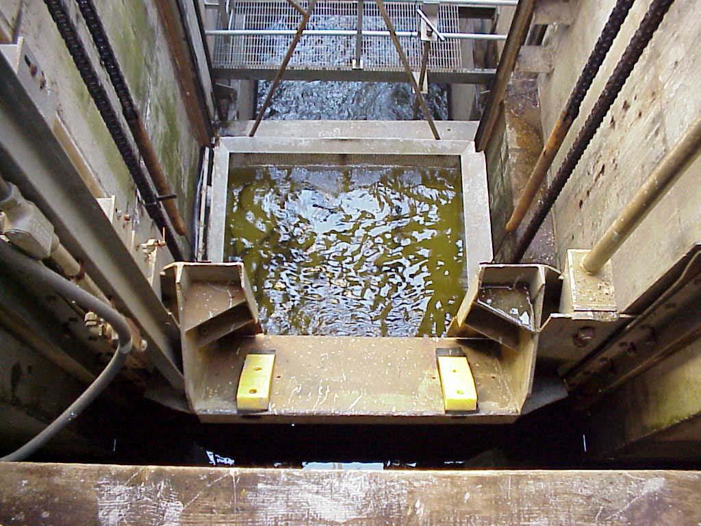 Dam, Lowell Fish Lifts Fish lift