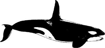 Directions: Write the main idea question for each paragraph. Use the Main Idea bank to help you. * What do killer whales like to eat? * What does a killer whale do? * What are baby killer whales like?