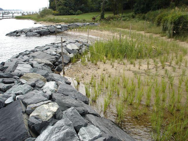 porous revetments that dissipate wave energy, over concrete ones that reflect the energy.