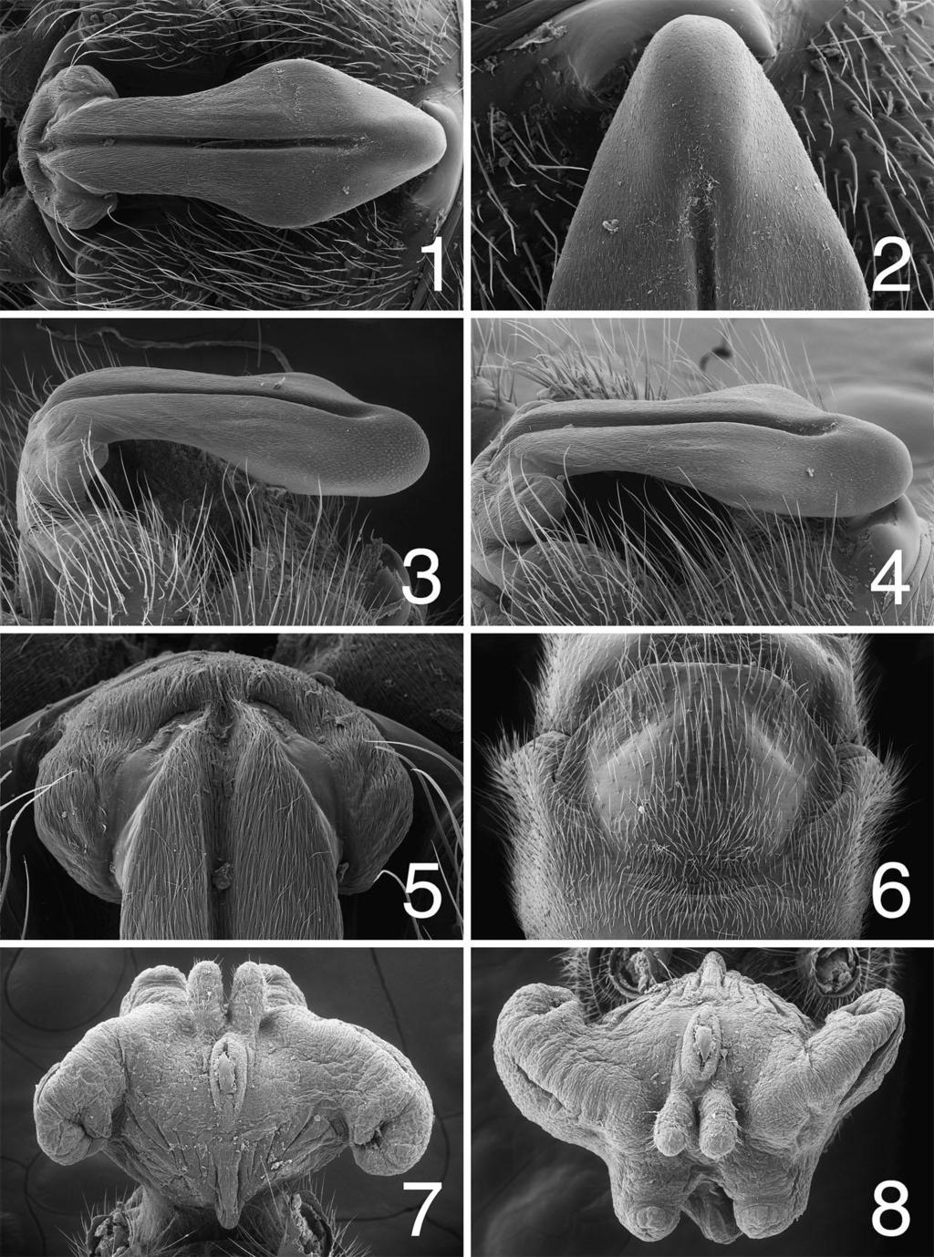 Figs. 1-8. Sweltsa townesi, male and female genitalia and aedeagus. 1. epiproct, dorsal, S F Stanislaus River, CA; 2. epiproct, apex, dorsal, S F Stanislaus River, CA; 3.