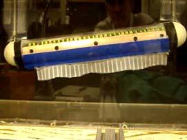 The Ghost knifefish ribbon fin and robotic model The