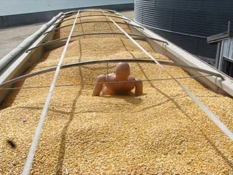 Dangerous flowing situations include: Grain flowing downward in a bin,