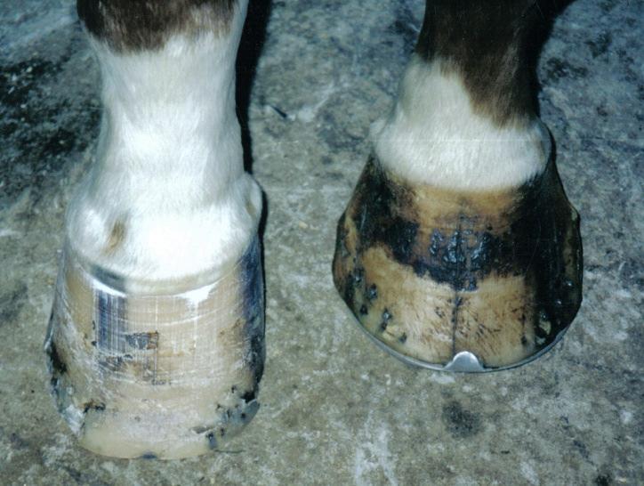 Example of a hoof crack created by a body imbalance (photo by Esco Buff, PhD, CF, 2004).