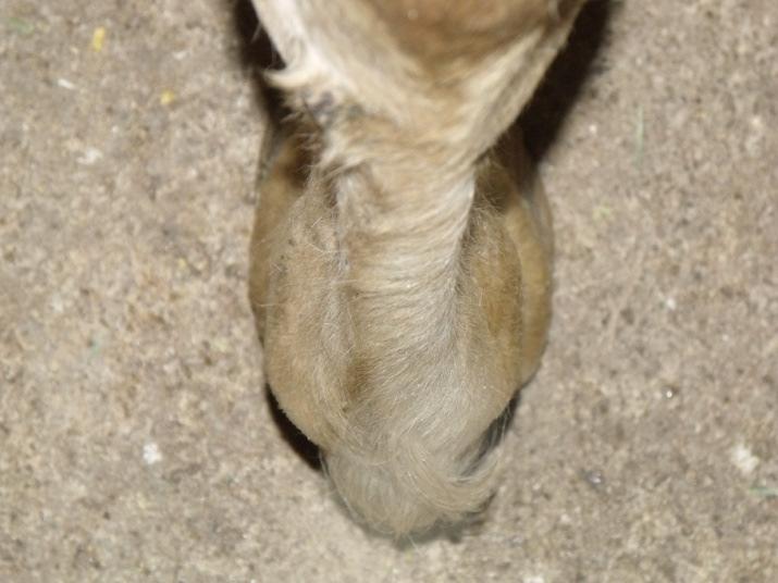 Sighting down a hind leg to observe imbalances (Photo by Esco Buff, PhD, CF, 2010). In the front leg, a farrier needs to pick up the limb between the fetlock and knee with the outside hand.
