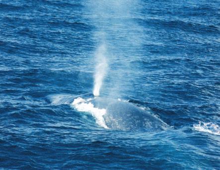 Tracking Blue Whales Another special type of satellite tracking has been used to study blue whales. These whales usually travel in groups, with two to four whales in each group.