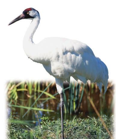Tracking Cranes in Planes Both radio and GPS collars have been used to help save the whooping crane. Hunting and loss of habitat had reduced the whooping crane population to about twenty birds.