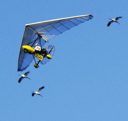 From the start, the whooping cranes were able to follow the plane.
