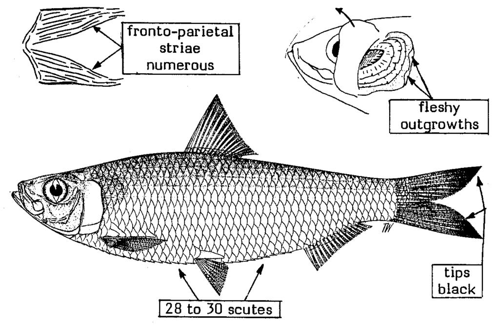 seines and trawls Habitat and biology : A coastal pelagic species, forming schools but never abundant Sardinella sindensis (Day, 1878) Synonyms : None Loc.