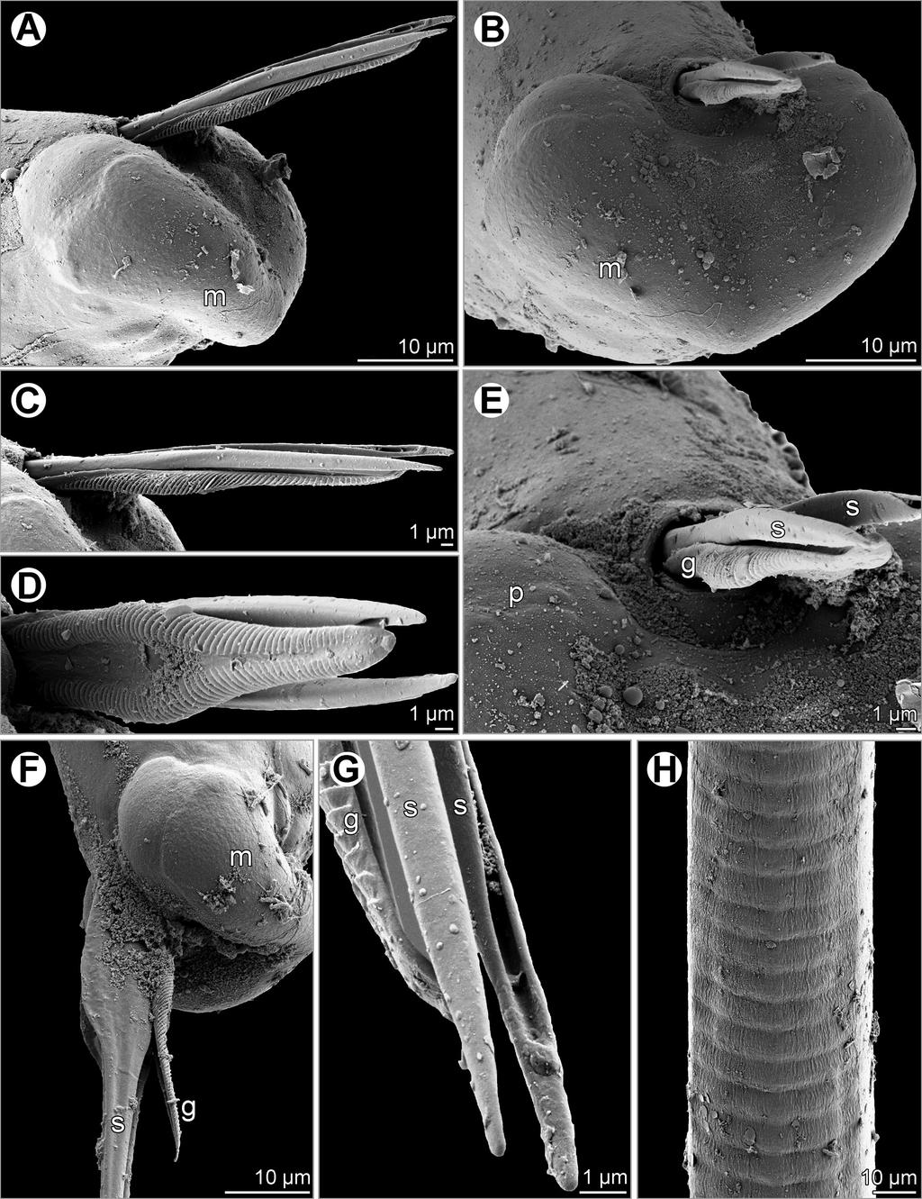 602 František Moravec and Jayaraman Manoharan Fig. 4. Philometra tropica sp. nov., scanning electron micrographs of male: A and B caudal end, lateral and subapical views.