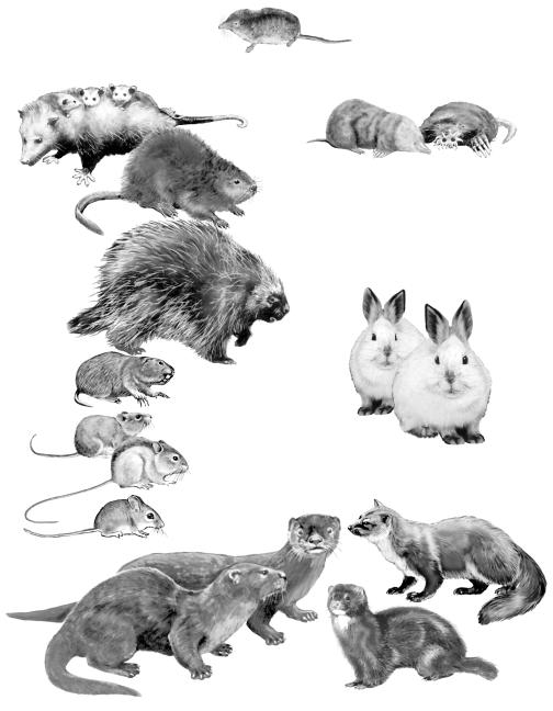 Wildlife and Your Land 11 Masked Shrew Opposums Eastern Mole Star-nosed Mole Muskrat