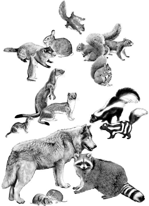 12 Wildlife and Your Land Flying Squirrel Cottontail Woodchuck Gray Squirrel Fox Squirrel 13-line Ground Squirrel