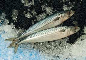 Pelagic / Stock Fish / Fish Feed Mackerel Horse Mackerel Blue Whiting