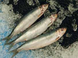 fish from cod, saithe, tusk Wet/dry salted fish Fish meal Fishfeed for