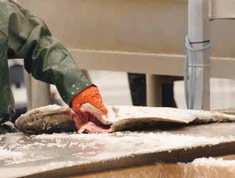 Atlantic Haddock Product Description: Wild caught, frozen at sea haddock H/G Species: Melanogrammus Aeglefinus Origin: Russia / Norway / the Faroe Islands Catching Area: North East Atlantic ocean,