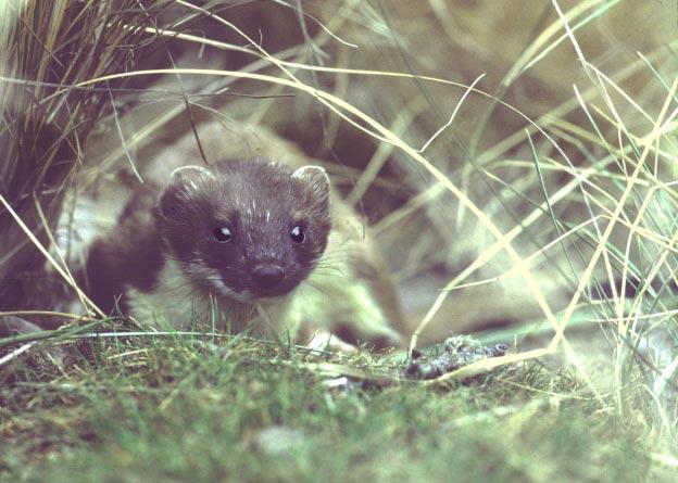 What s happening with stoat research?
