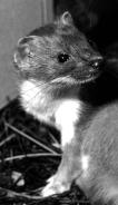 Stoats, ferrets and weasels were introduced to New Zealand in the 1880s in an attempt to control rabbits.