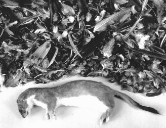 PRELIMINARY MODELLING OF STOAT CONTROL OPTIONS Nigel Barlow (AgResearch, Lincoln) and David Choquenot (Landcare Research, Lincoln) have been contracted to develop modelling approaches capable of