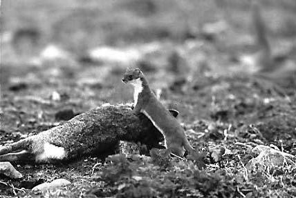 SCOPING REVIEW: FEASIBILITY OF IMMUNO- CONTRACEPTION FOR MANAGING STOATS IN NEW ZEALAND Lyn Hinds and her project team (Wildlife and Ecology Division, CSIRO, Canberra, Australia) have been contracted