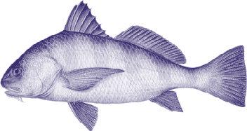 Page 4 SCIENTIFIC NAME: Pogonias cromis COMMON NAME: Black drum OTHER NAMES: Striped drum, sea drum, common drum, oyster cracker, banded drum, pompey drum, and butterfly drum.