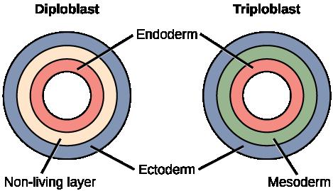 bilateral symmetry) develop three tissue layers: an inner layer (endoderm), an outer layer (ectoderm), and a middle layer (mesoderm). Animals with three tissue layers are called triploblasts.