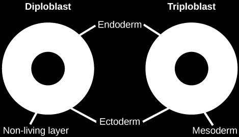 Which of the following statements about diploblasts and triploblasts is false? 1. Animals that display radial symmetry are diploblasts. 2. Animals that display bilateral symmetry are triploblasts. 3.