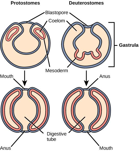 Eucoelomates can be divided into two groups based on their early embryonic development. In protostomes, part of the mesoderm separates to form the coelom in a process called schizocoely.