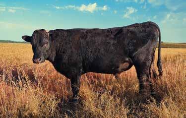 This fullblood bull, a Woodview BA130923 son, combines the exquisite marbling bloodlines of Itoshigenami TF148 (TCI $342), Itozurudoi TF151 (TCI $105), Michifuku 1615 ($247) and Hirashigetayasu J2351