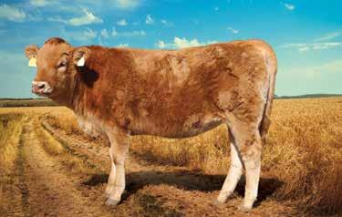 BOS170004 BOS BLANCO BOS170004 (ET) LOT 11 VENDOR: BW STAAL EDMS BPK - Burnett Staal Sex: FEMALE Birth Date: 2017/08/14 Age: 11 Mths No: 5000104066 Colour: RED Progeny 13/04/30 14/05/29(Fl) 16/09/25