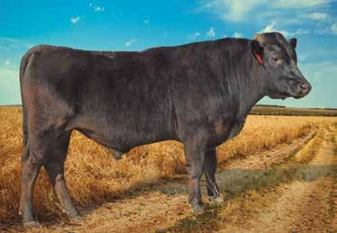 Pretoria in 2017 which sold for R360,000. On his Dam side she has Tajima bull FUKUTSURU and famous ITOZURUDOI TF151 in her pedigree. Overall a large frame bull with a great pedigree.
