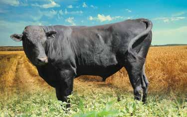 His ancestry makes him ideal for improving marbling in other breeds. He is a hardy Heartwater resistant bull, ideal for use in herds in Heartwater prone areas.