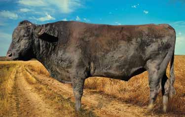 Itozuroidoi TF151, Michifuku and TF Itohana 2 packed together on her Dam side. A well balanced heifer with high marbling and growth potential.