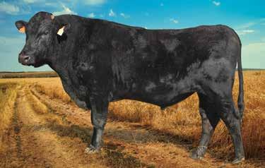 He has 4 of the original bulls in his pedigree, for the likes of MICHIFUKU, ITOZURUDOI TF 151 and TF ITOMICHI J1158. He should be used to breed F1 Calves.