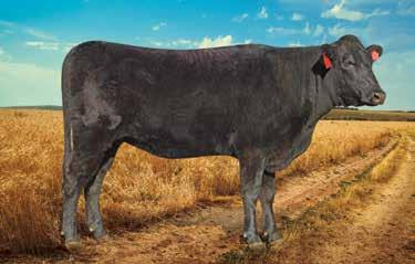 LOT 41 AW160008 ABSOLUTE GENETIC AW160008 (ET) VENDOR: ABSOLUTE WAGYU - Fanie Steyn Sex: FEMALE Birth Date: 2016/05/22 Age: 26 Mths Colour: BLACK DNA: #C18-00382 Appendix: Purebred WY 93.75% OO 6.