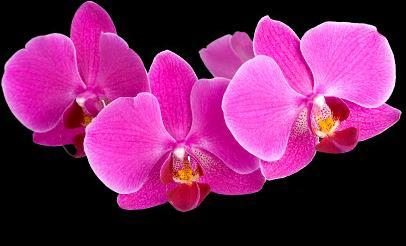 Orchid Show March 25 th NC Arboretum in Asheville Let s have lunch first at Sierra Nevada near the airport.