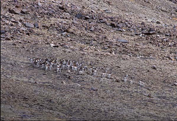 Photo 3. A large group of argali rams on a south-facing slope in the Wakhjir Valley.