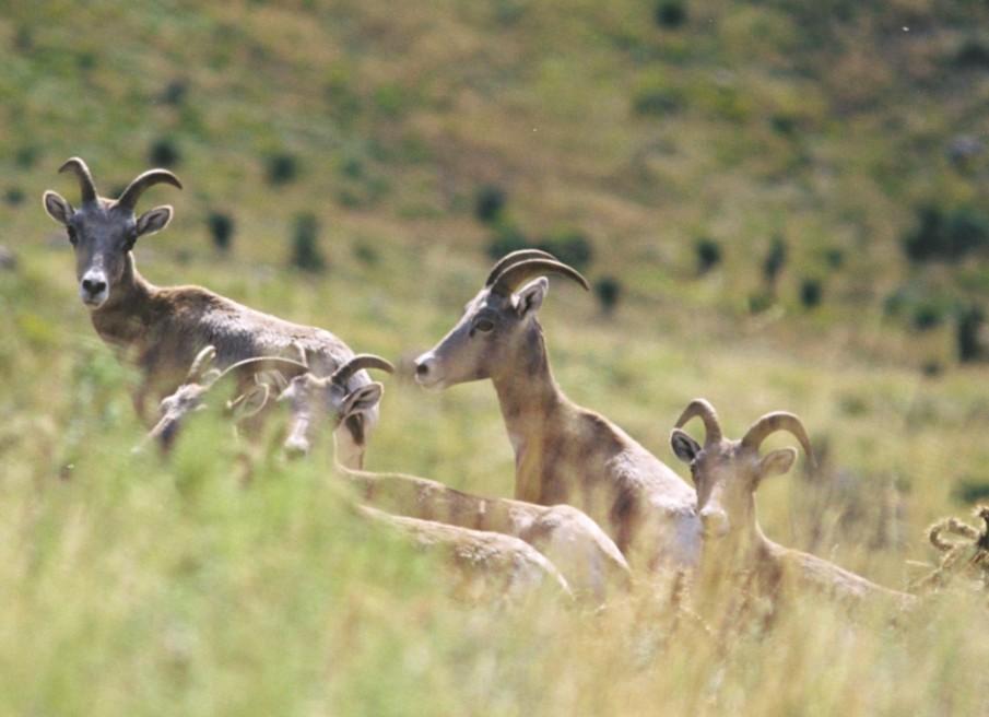 Diets of Desert Bighorns O ne of the most essential elements to managing a species is understanding their dietary preferences.