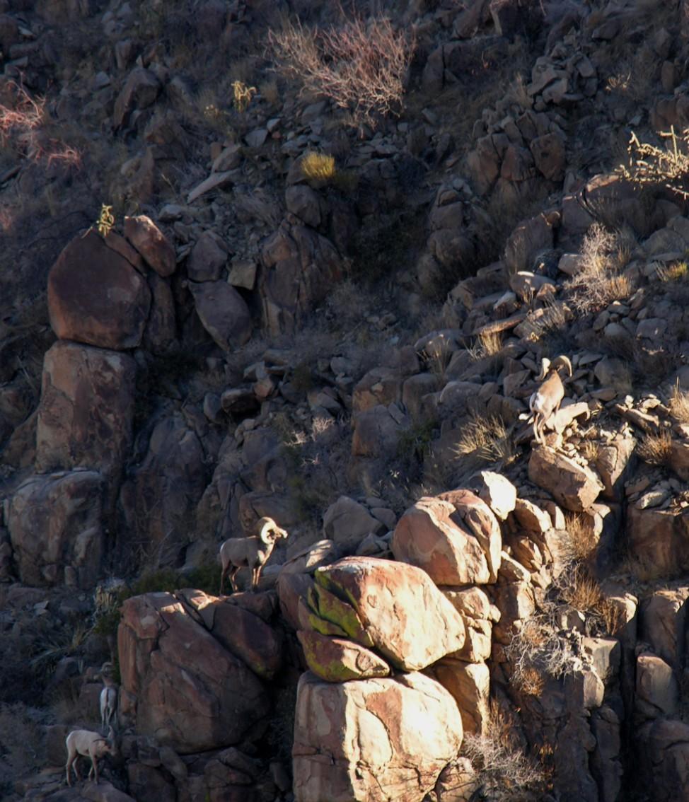 Understanding Escape cover O ne of the most critical elements of desert bighorn sheep habitat is cover.