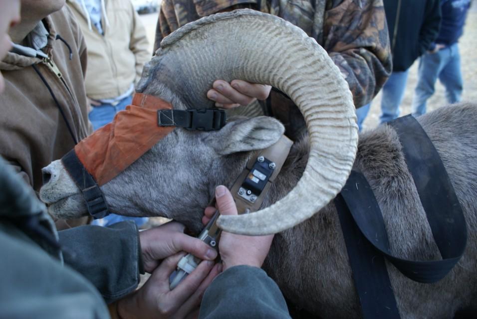 Foremost, the translocation was to restore desert bighorn sheep to historic habitat of the Bofecillos Mountains. Second, the effort help alleviate pressure of burgeoning populations.