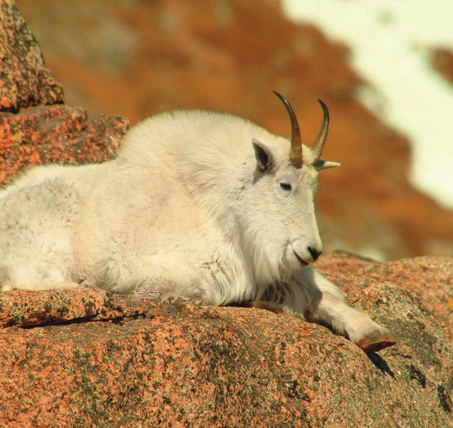 C O L O R A D O D I V I S I O N O F W I L D L I F E 2010 Colorado Sheep & Goat Application Deadline: April