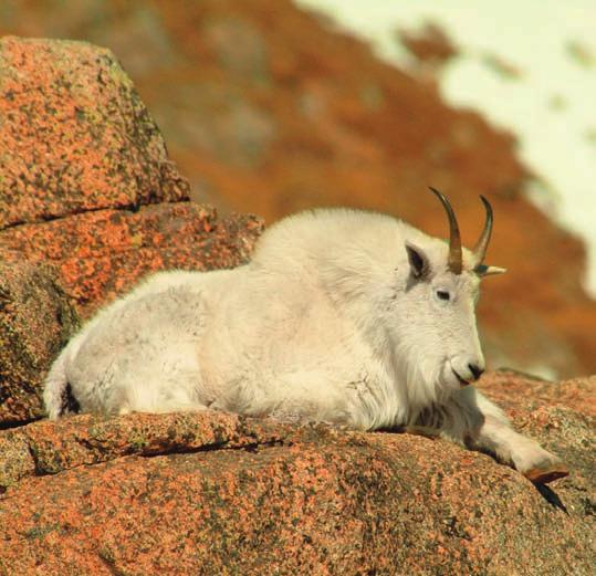 MOUNTAIN GOATS 2010 MOUNTAIN GOAT LICENSES PREFERENCE POINT HUNT CODE Entering the preference point hunt code as a first choice on your application automatically awards you a point.