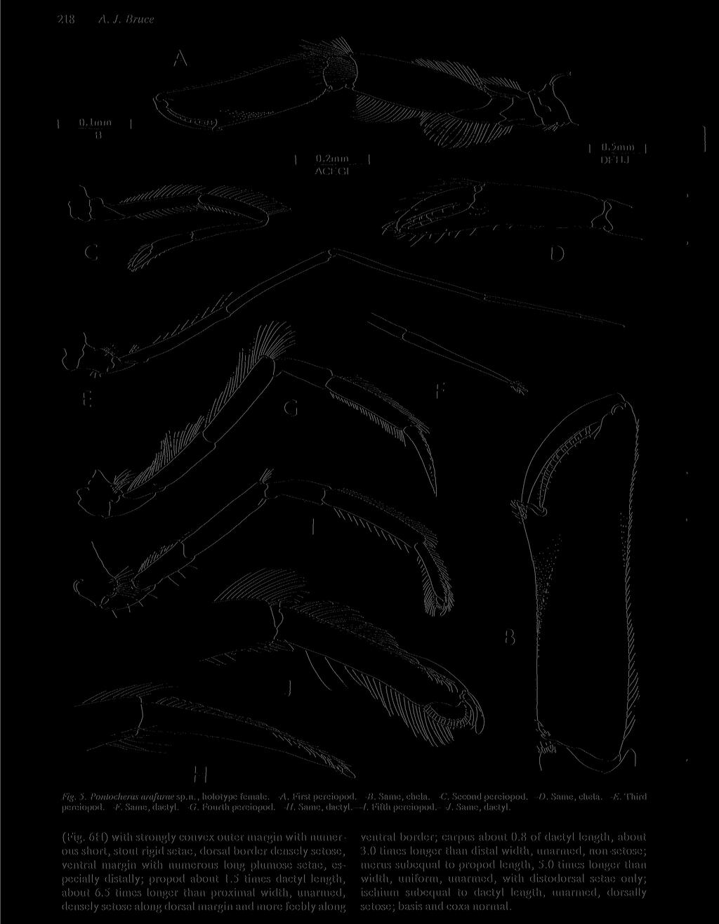 218 A. J. Bruce Fig. 5. Pontocheras arafurae sp.n., holotype female. A. First pereiopod. B. Same, chela. C. Second pereiopod. D. Same, chela. E. Third pereiopod. F. Same, dactyl. G. Fourth pereiopod.