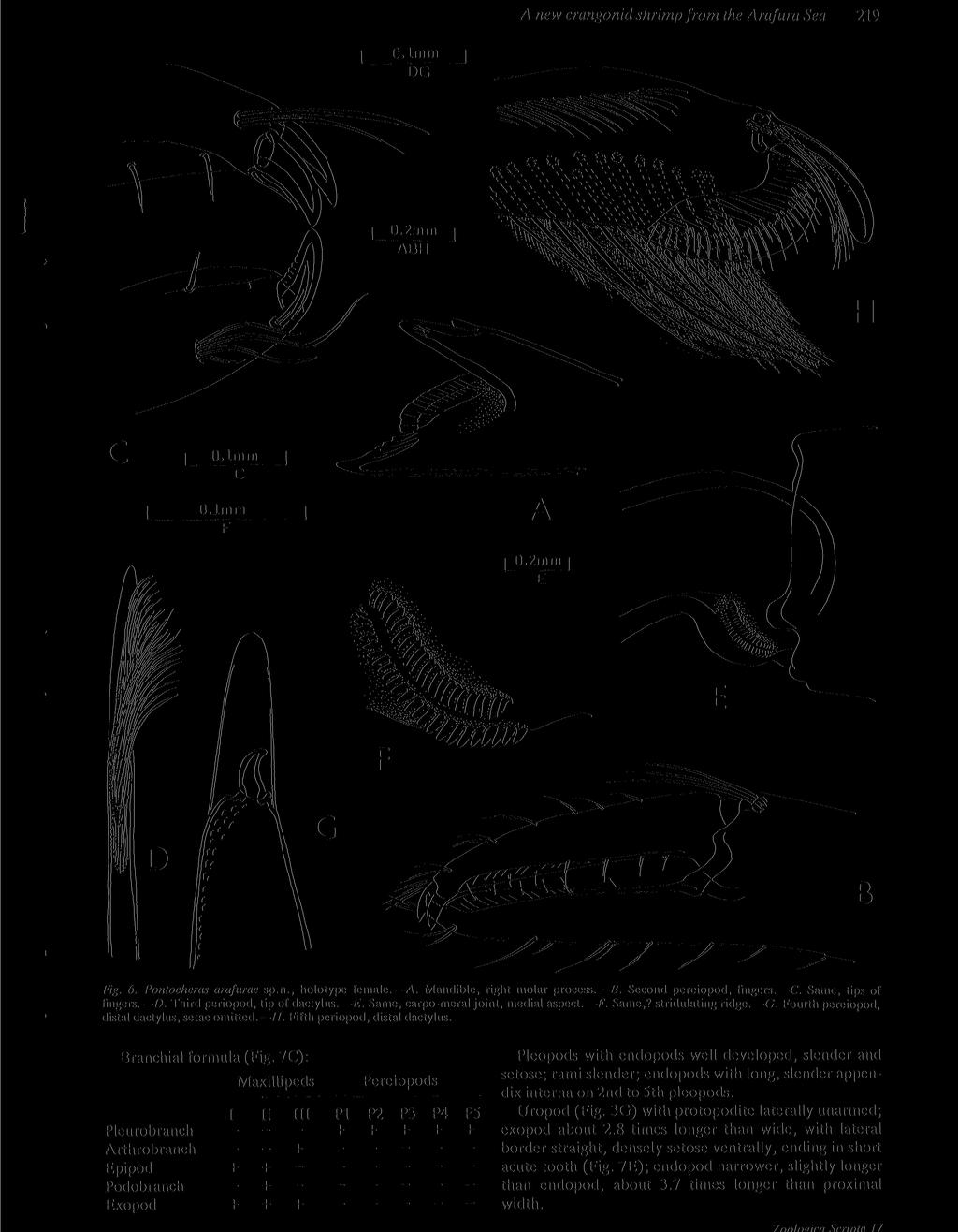 A new crangonid shrimp from the Arafura Sea 219 0.1mm Fig. 6. Pontocheras arafurae sp.n., holotype female. A. Mandible, right molar process. B. Second pereiopod, fingers. C. Same, tips of fingers. D.