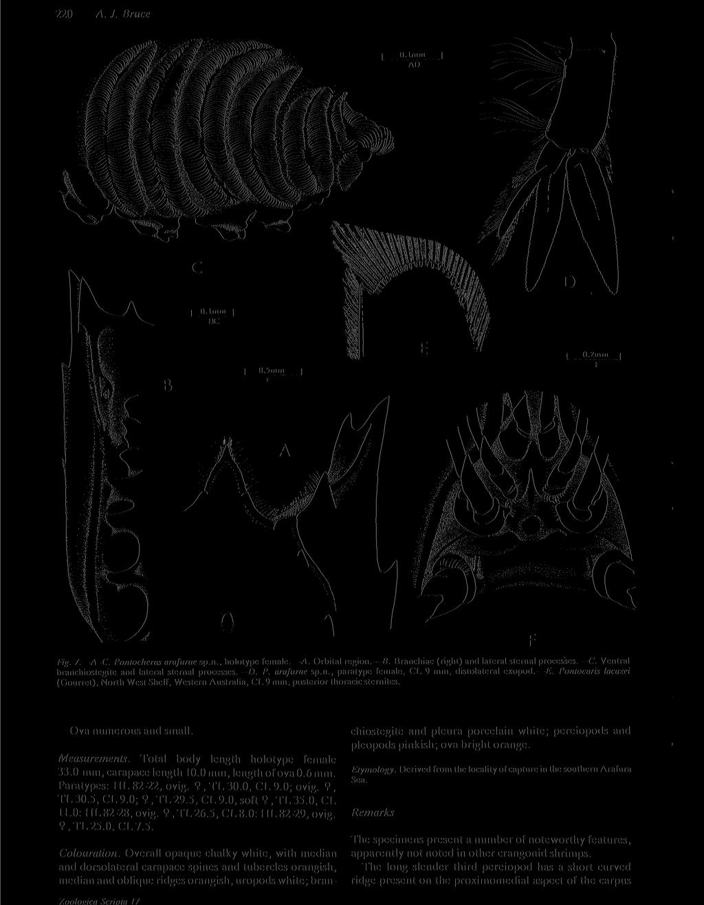 Zoologica Scripta 17 220 A. J. Bruce Fig. 7.-A-C. Pontocheras arafurae sp.n., holotype female. A. Orbital region. B. Branchiae (right) and lateral sternal processes. C.