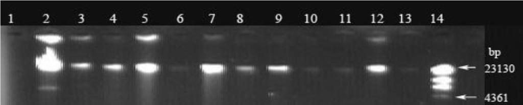 2. 16S rrna PCR-RFLP Product 1, bp 16S rrna Fd1 Rd1 ( 2 16S rrna 1