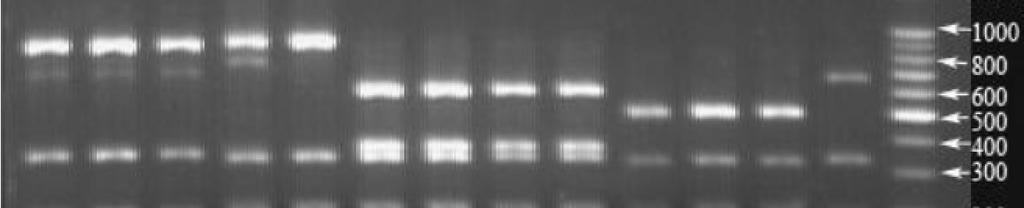 bp DNA marker, a, b, c, d, e f 5 16S rrna GenBank a YTM2 a YTM4 YTM5 KSII_1 Kao_P2 Kao_P4