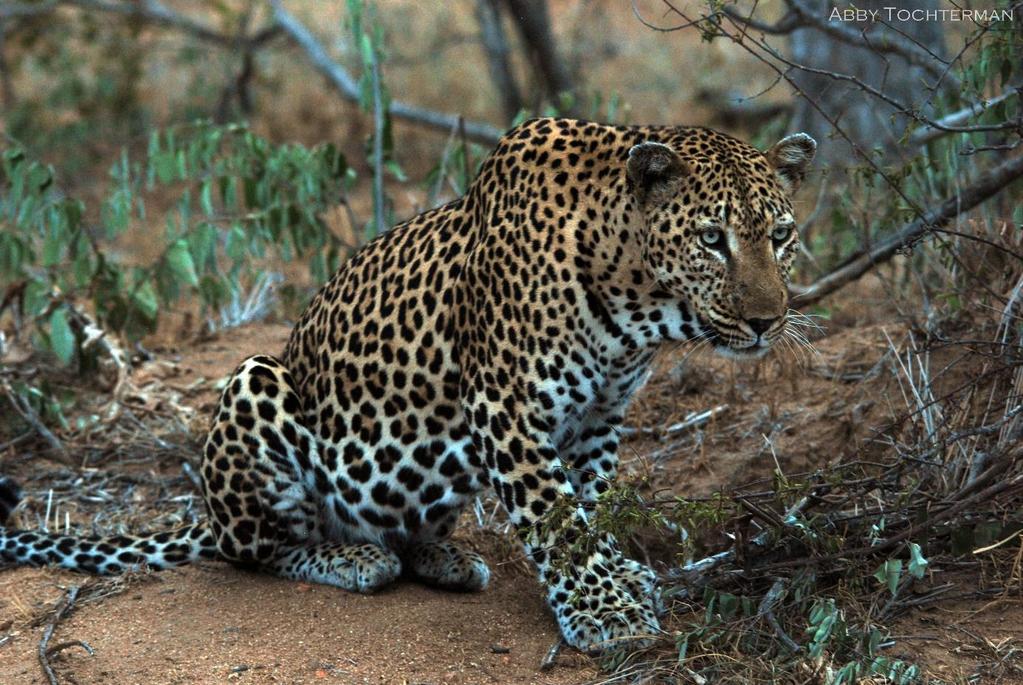 1 Module # 7 Component # 8 Classification Leopard Leopard are classified in the following manner: Kingdom - Animalia Phylum - Chordata Class - Mammalia Order -