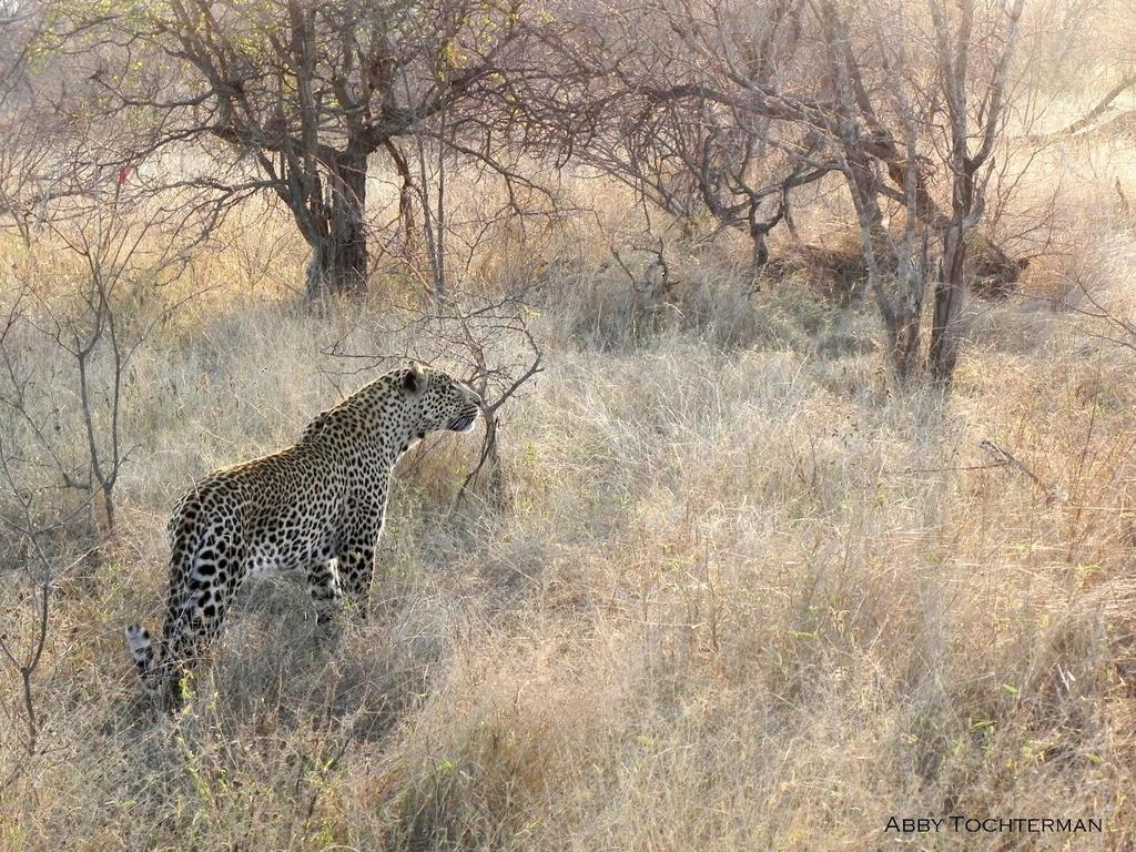 2 Myth & Legend According to the Shona People, leopards that remain in the hills leading a natural existence are to be disregarded.