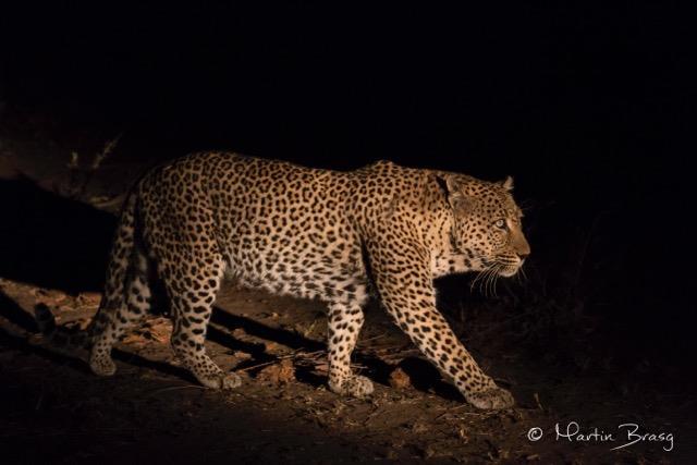 4 Hunting Like all cats, leopards are predators and live off flesh. They can take a wide range of ungulate species from 5 to 70 kg's [11 150 lbs.].