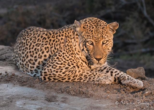 5 Safeguarding the Kill Although they are the second largest of the African predators their kills are often vulnerable and can be taken from them by lion, hyaena, wild dog and even jackal when they