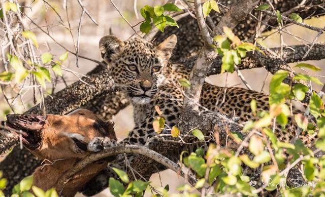 7 Reproduction Leopards are capable of breeding at two years old. In the wild, male leopards periodically seek out females to observe if they are in oestrus.